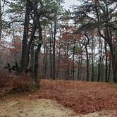 Review photo of Shawme Crowell State Forest by Jean C., November 16, 2020