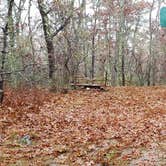 Review photo of Shawme Crowell State Forest by Jean C., November 16, 2020