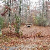 Review photo of Shawme Crowell State Forest by Jean C., November 16, 2020