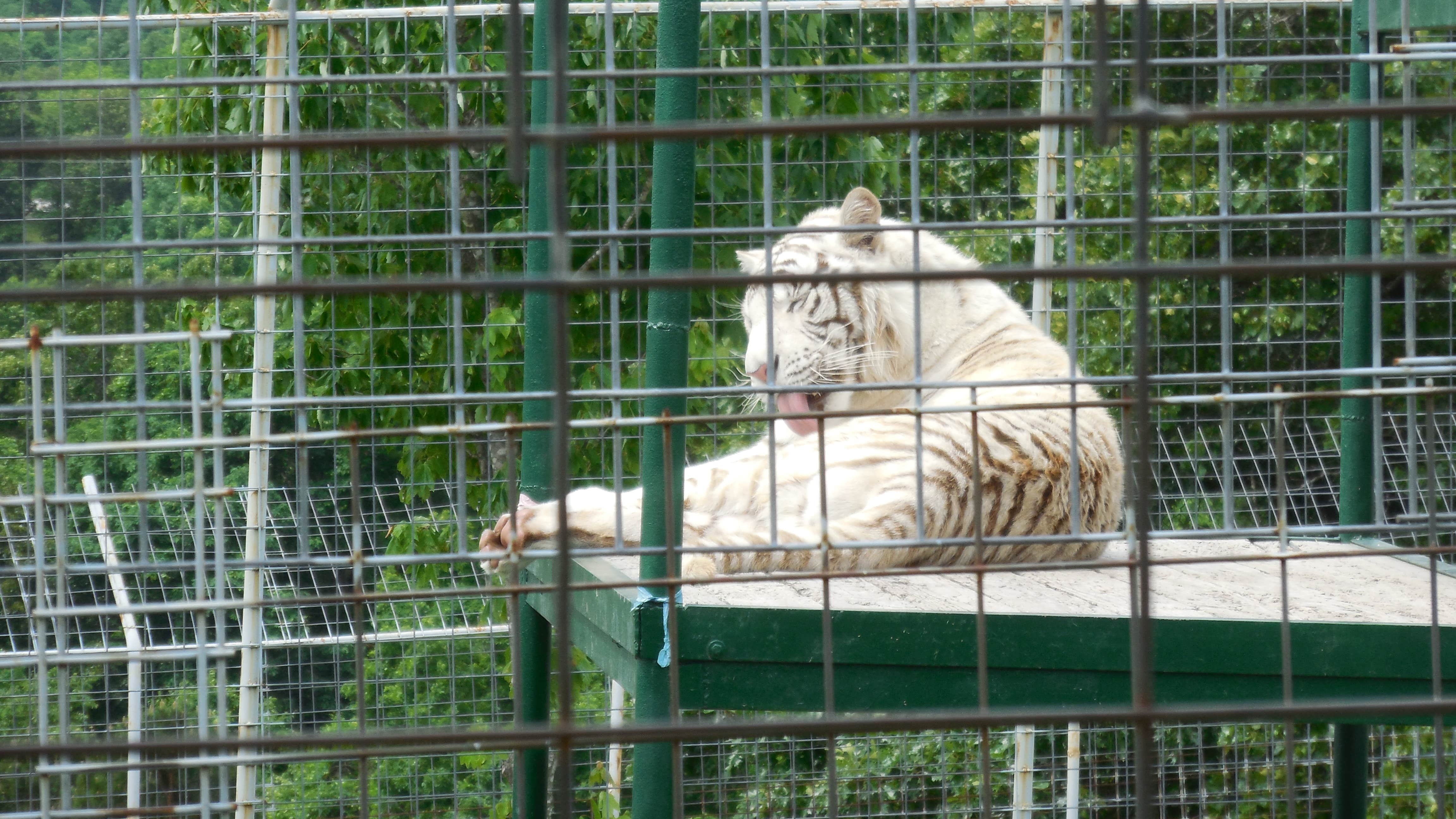 Myra P.'s photo of camping with pets at Lost Bridge North near Bentonville, AR