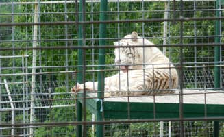 Myra P.'s photo of camping with pets at Lost Bridge North near Eureka Springs, AR