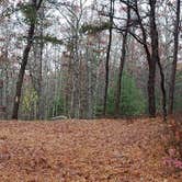 Review photo of Shawme Crowell State Forest by Jean C., November 16, 2020