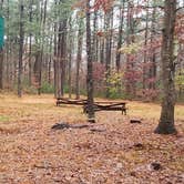 Review photo of Shawme Crowell State Forest by Jean C., November 16, 2020