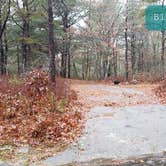 Review photo of Shawme Crowell State Forest by Jean C., November 16, 2020