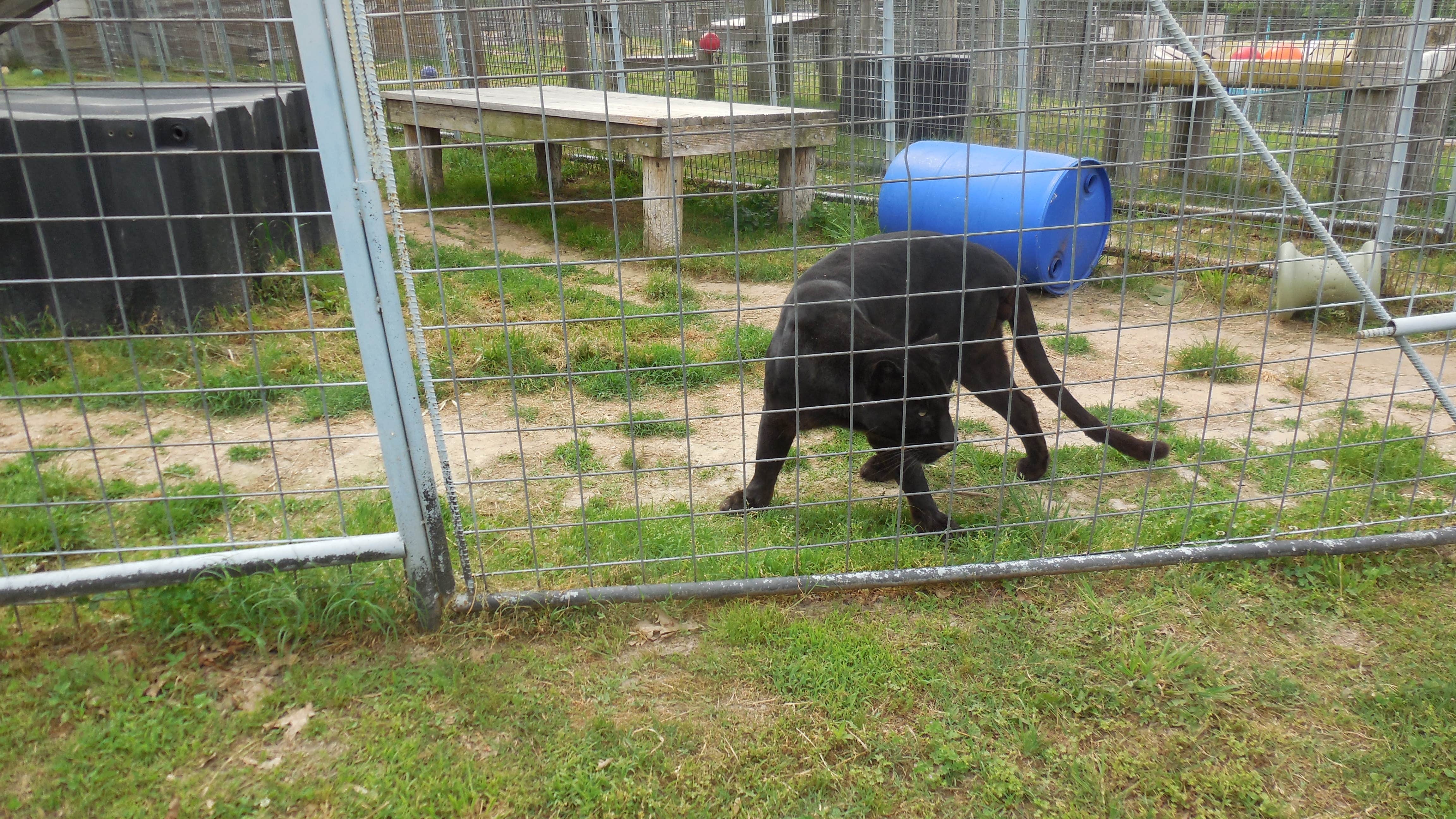 Myra P.'s photo of camping with pets at Lost Bridge North near Rogers, AR