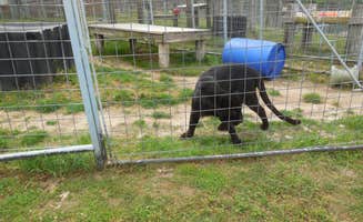 Myra P.'s photo of camping with pets at Lost Bridge North near Eureka Springs, AR