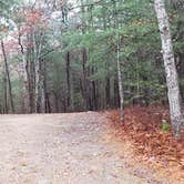 Review photo of Shawme Crowell State Forest by Jean C., November 16, 2020