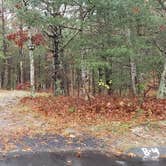 Review photo of Shawme Crowell State Forest by Jean C., November 16, 2020