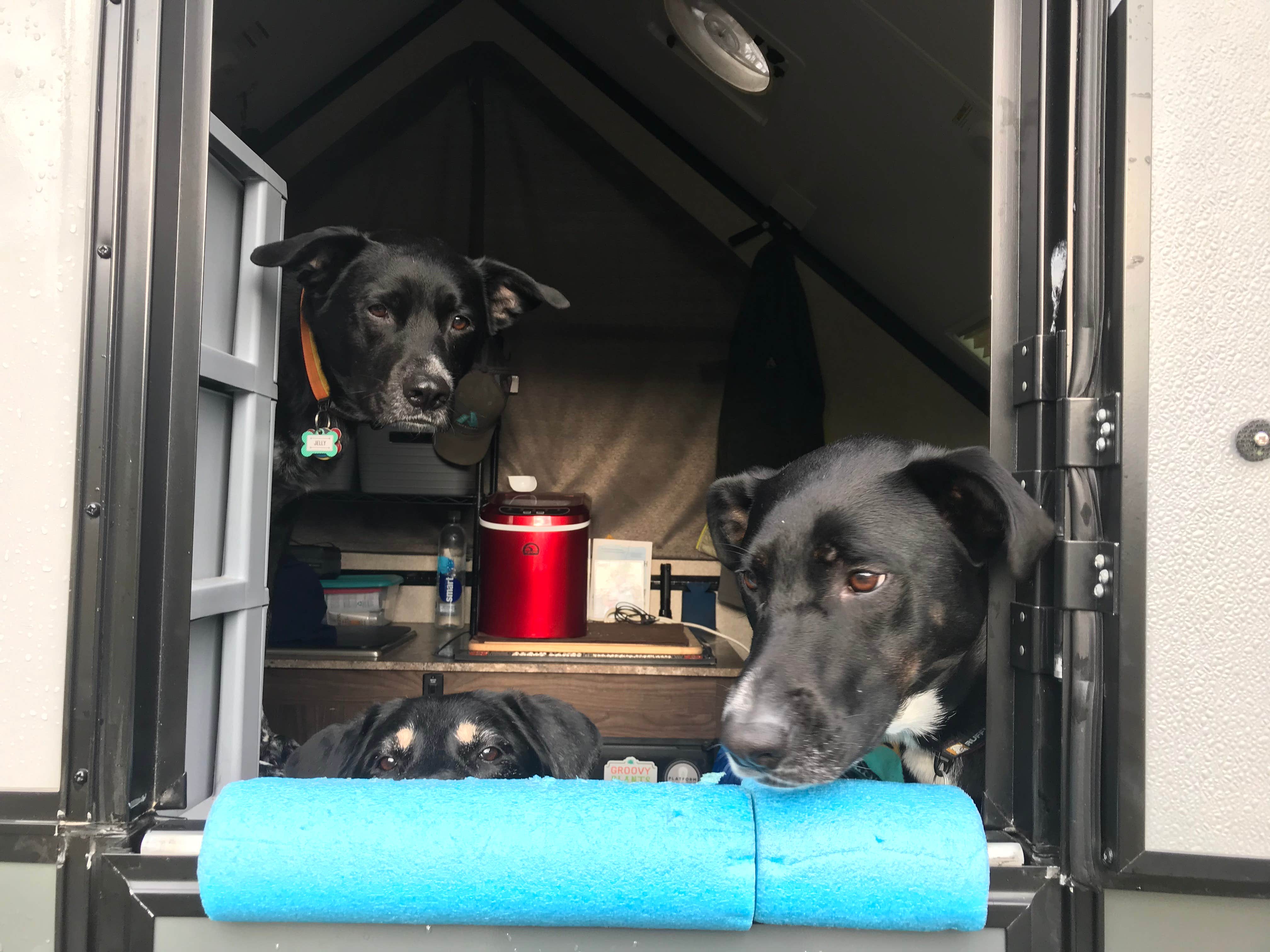Shannon G.'s photo of camping with pets at Alum Creek State Park Campground near Mount Sterling, OH