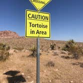 Review photo of Red Rock Canyon National Conservation Area - Red Rock Campground by Timothy  A., November 17, 2020