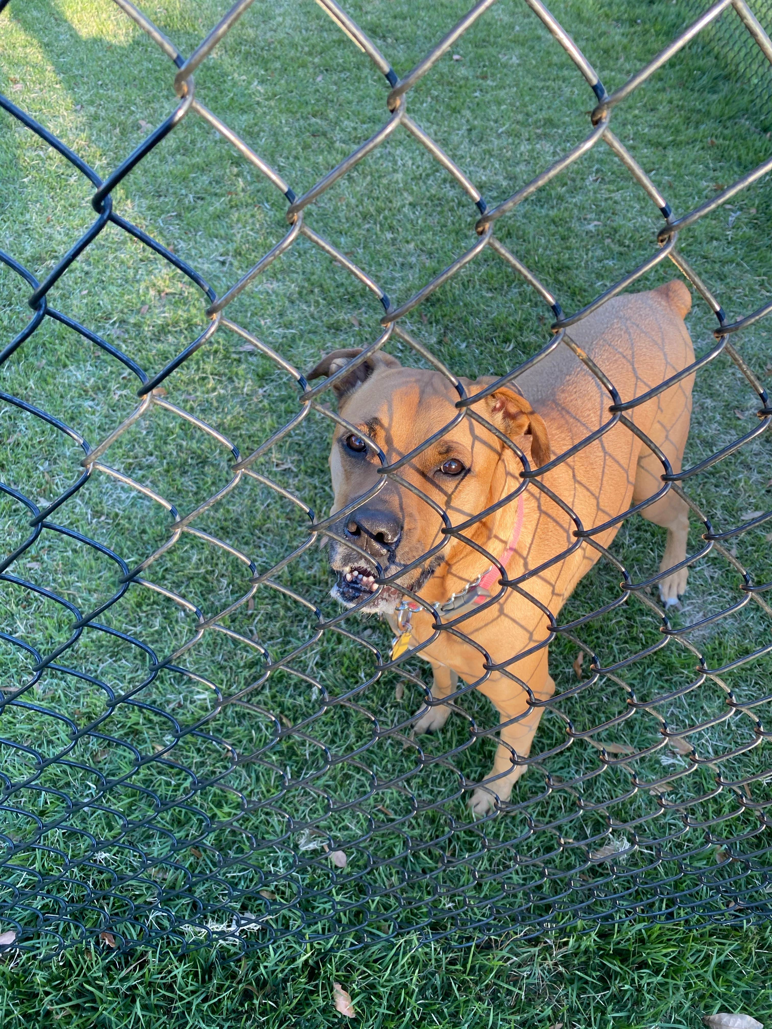 Walt W.'s photo of camping with pets at Island Retreat RV Park near Foley, AL