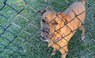 Walt W.'s photo of camping with pets at Island Retreat RV Park near Magnolia Springs, AL