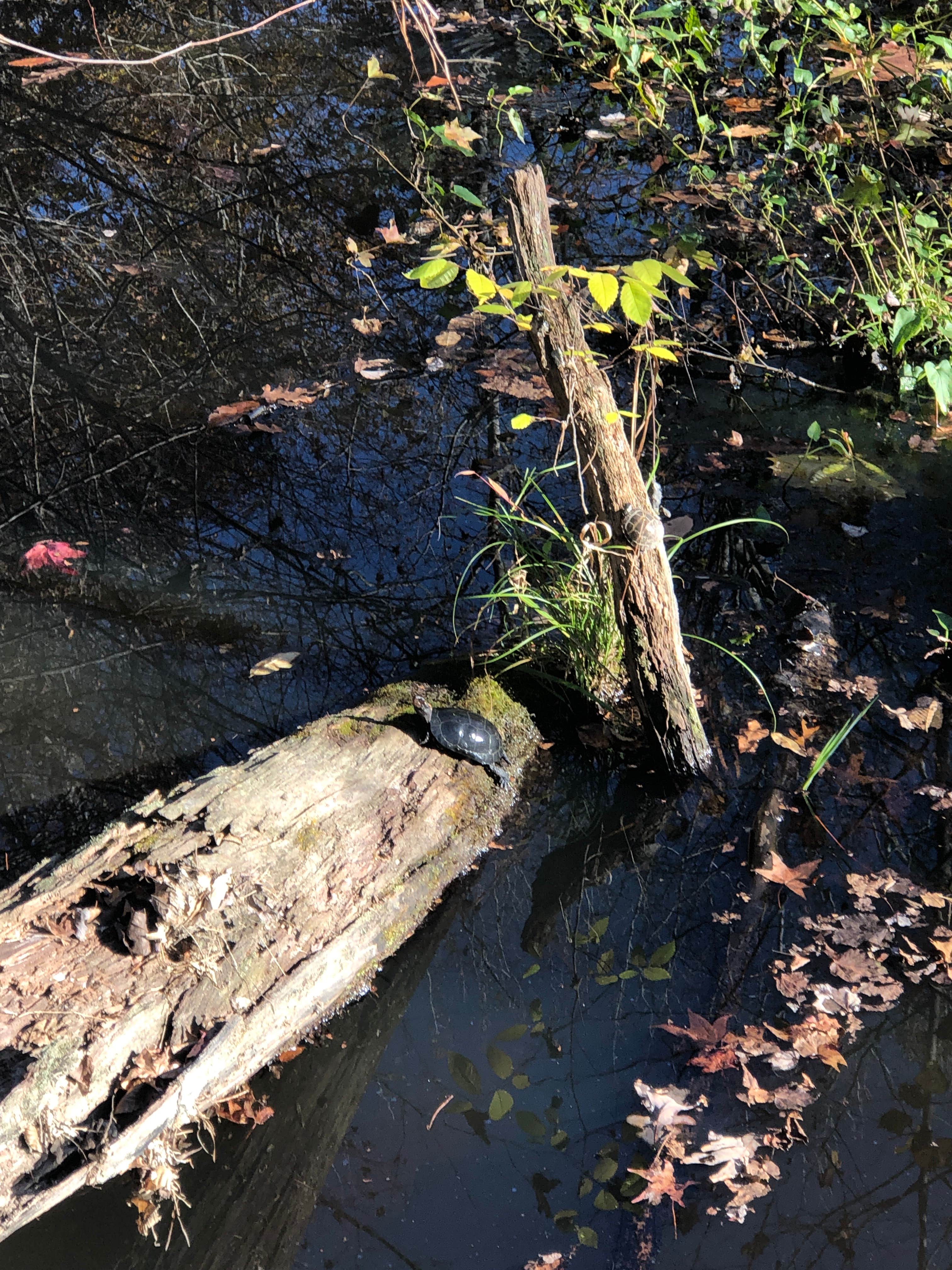 Camper-submitted photo at Pocahontas State Park Campground in Virginia