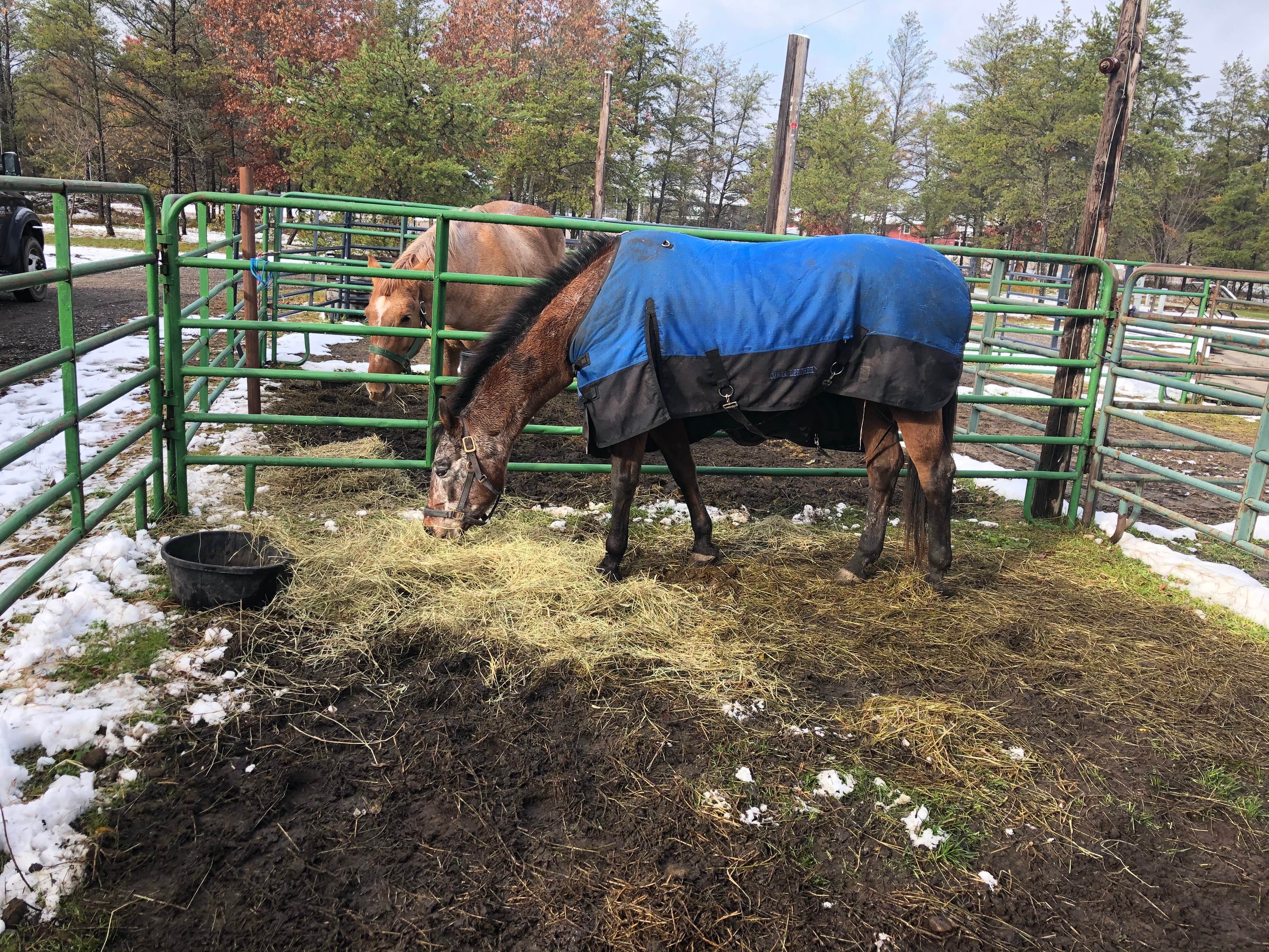 Judy  B.'s photo of camping with a horse at Luzerne Express Campground & RV near West Branch, MI