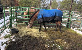 Judy  B.'s photo of camping with a horse at Luzerne Express Campground & RV near Tawas City, MI