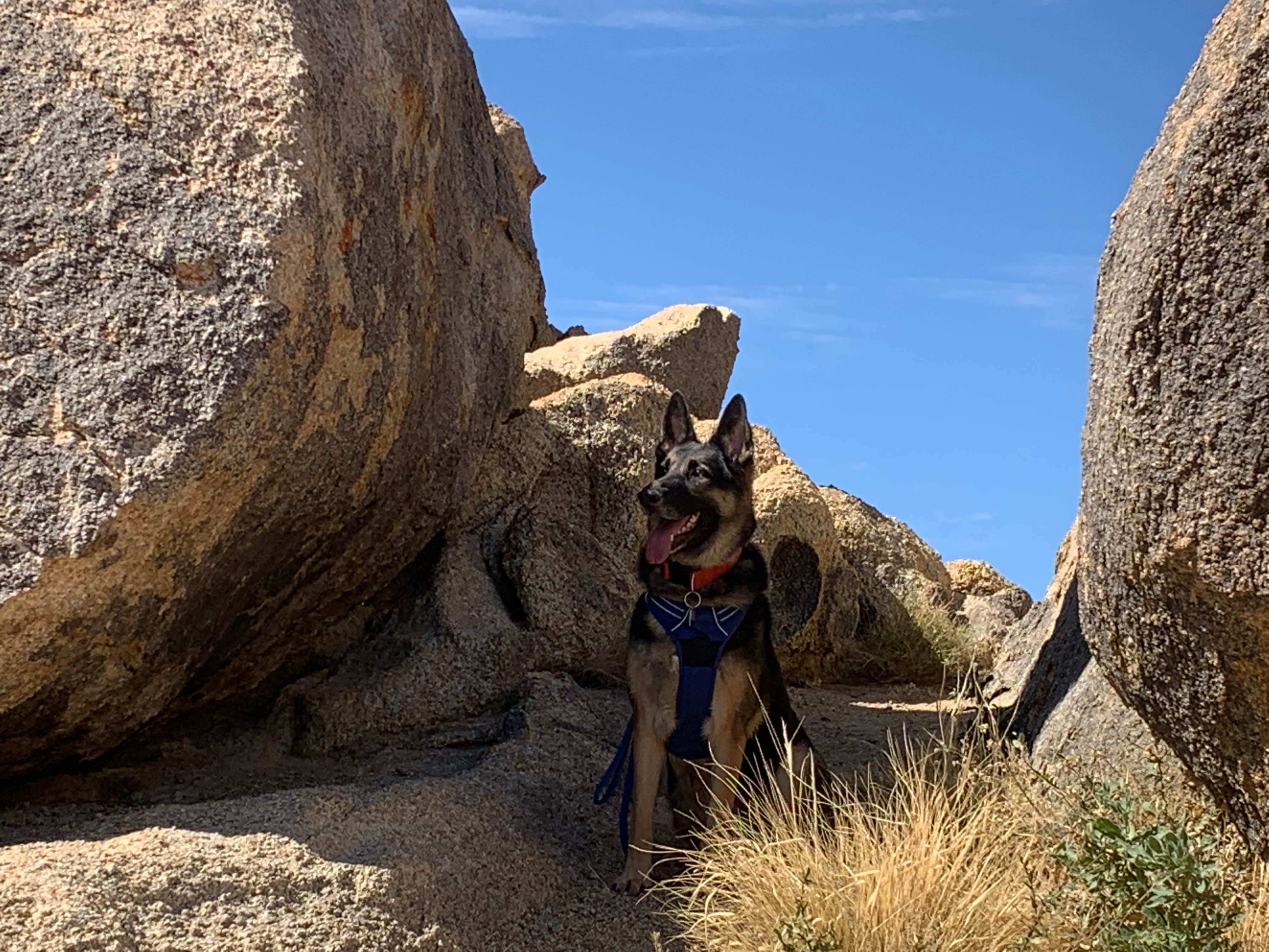 Tommy B.'s photo of camping with pets at Alabama Hills Recreation Area near Death Valley National Park