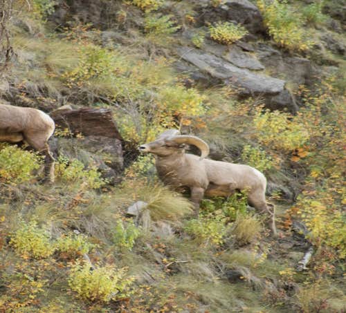 Camping near Aspen Campground: Diamond Rock Campground, Alpine, Arizona