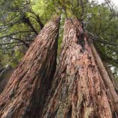 Review photo of Elk Prairie Campground — Prairie Creek Redwoods State Park by Lisa S., November 17, 2020