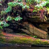 Review photo of Elk Prairie Campground — Prairie Creek Redwoods State Park by Lisa S., November 17, 2020