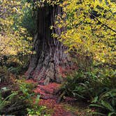 Review photo of Elk Prairie Campground — Prairie Creek Redwoods State Park by Lisa S., November 17, 2020