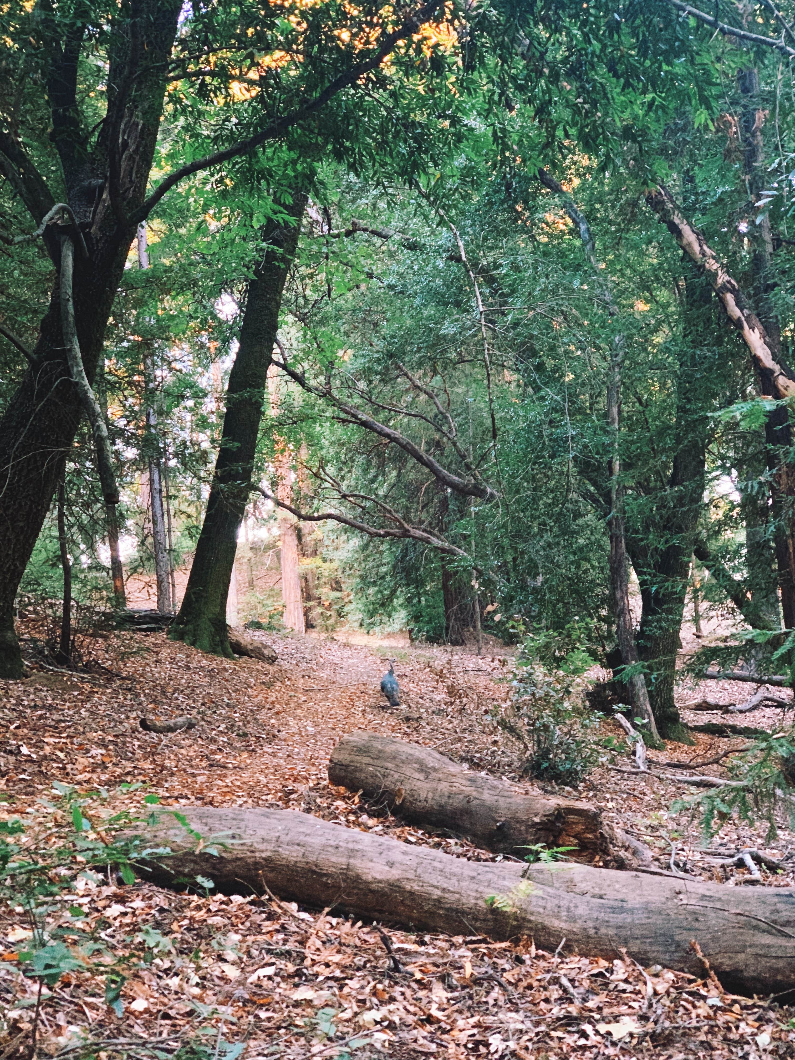 Camper-submitted photo at Bullfrog Pond Campground - TEMPORARILY CLOSED near Fulton, CA