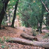 Review photo of Bullfrog Pond Campground - TEMPORARILY CLOSED by Corey O., November 18, 2020