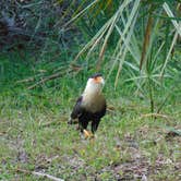 Review photo of Kilpatrick Hammock Campground — Kissimmee Prairie Preserve State Park by Richard P., November 18, 2020