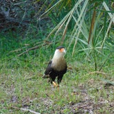 Review photo of Kissimmee Prairie Preserve State Park Campground by Richard P., November 18, 2020