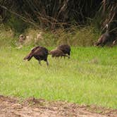 Review photo of Kilpatrick Hammock Campground — Kissimmee Prairie Preserve State Park by Richard P., November 18, 2020