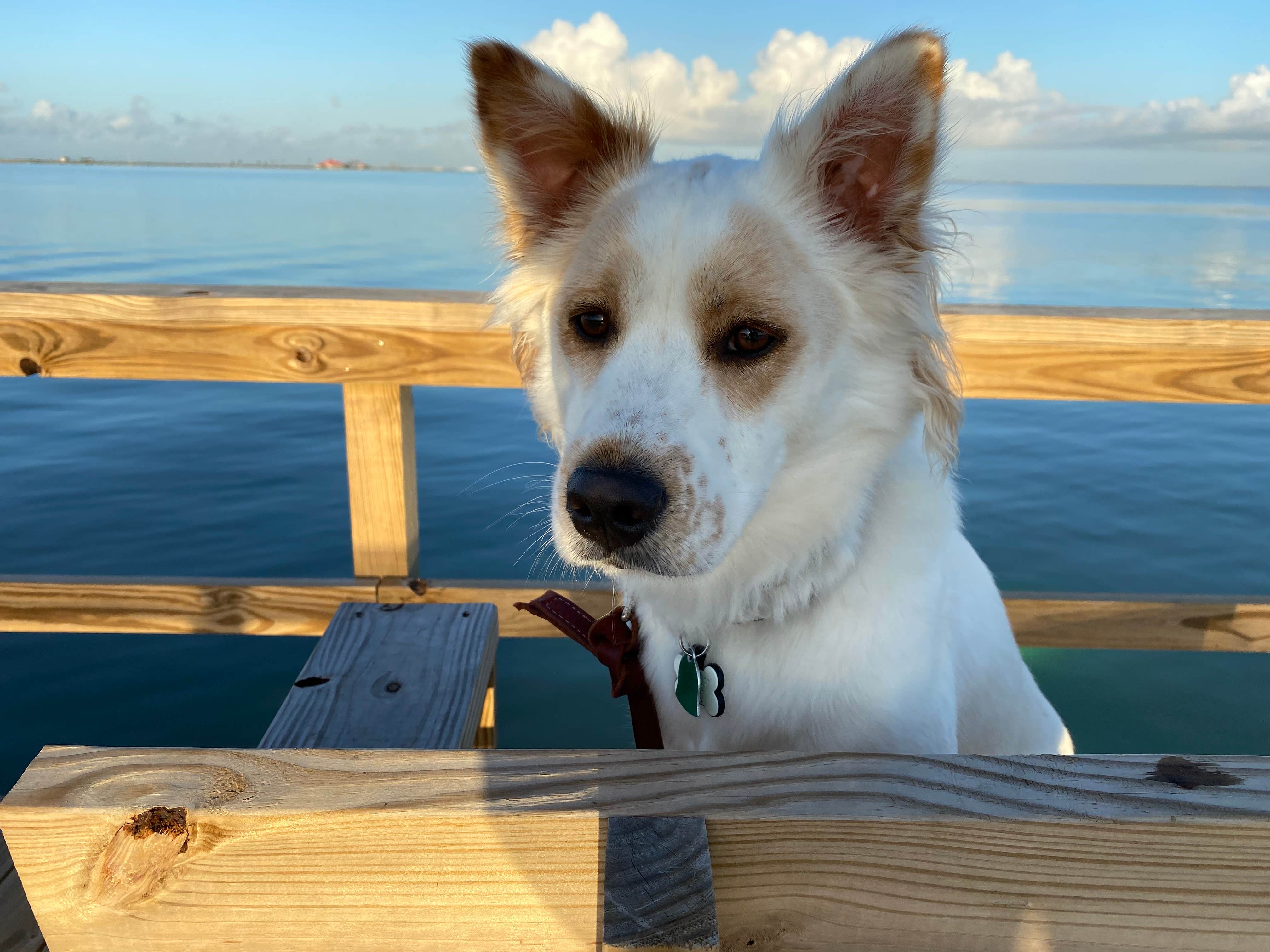 Kaira K.'s photo of camping with pets at The Copa Copa near Mathis, TX