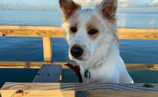 Kaira K.'s photo of camping with pets at The Copa Copa near Fulton, TX