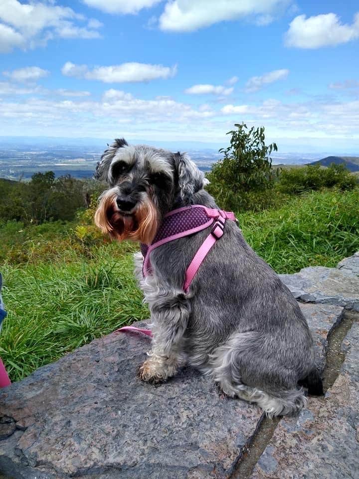 Katherine P.'s photo of camping with pets at Big Meadows Campground — Shenandoah National Park near Harrisonburg, VA