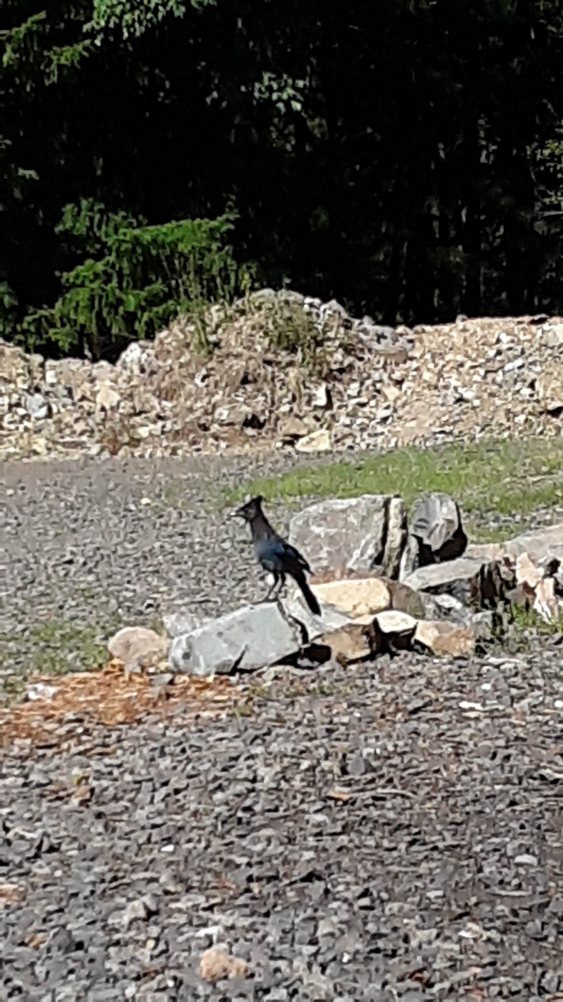 Camper-submitted photo at Quartzville Recreation Corridor near Albany, OR
