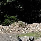 Review photo of Quartzville Recreation Corridor by Hahns R., November 18, 2020