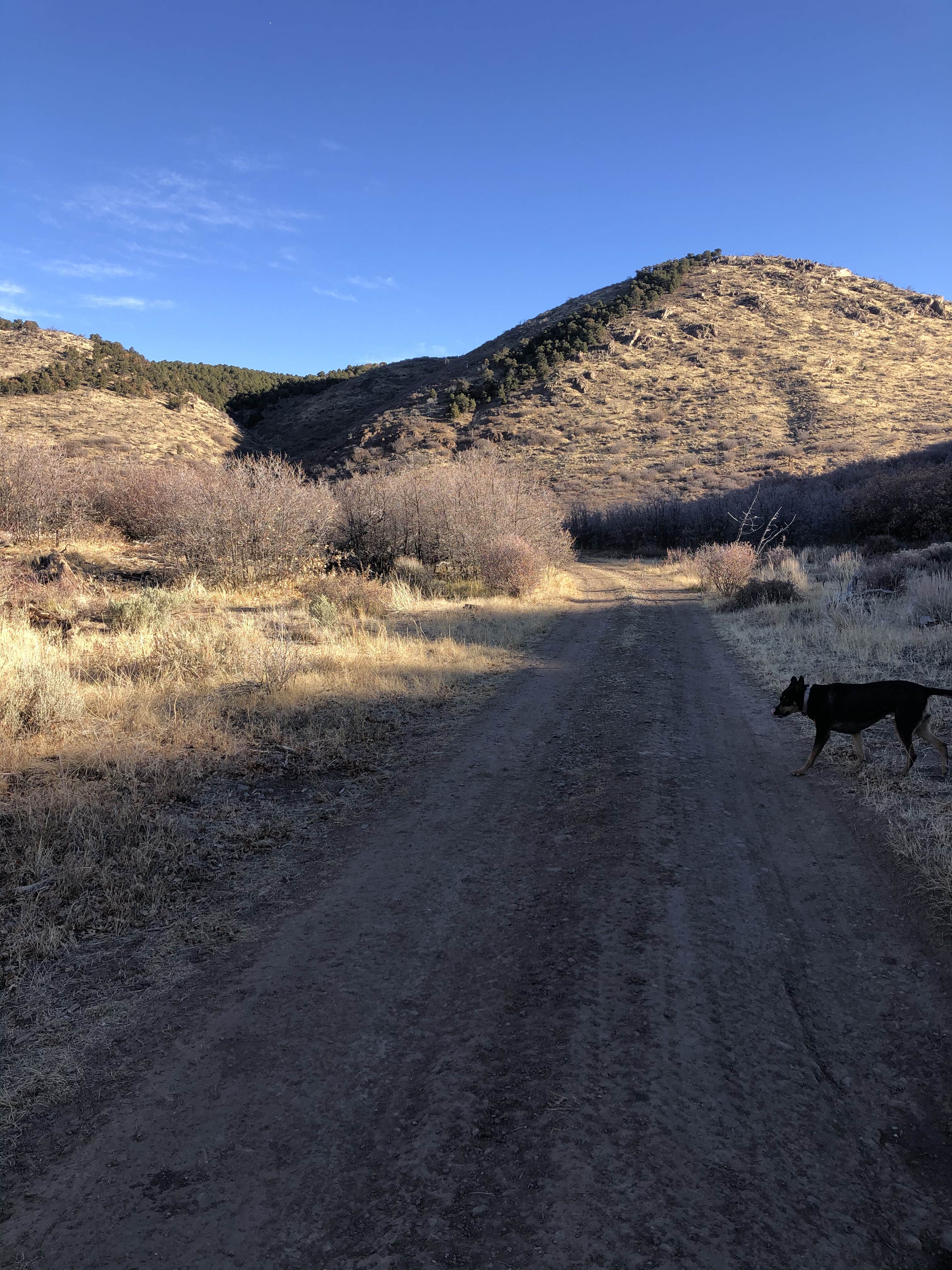 Karen J.'s photo of camping with pets at Black Canyon Dispersed Camping near Curecanti National Recreation Area