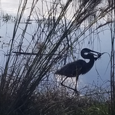 Review photo of Old Prairie Campground — Myakka River State Park by Dale G., November 19, 2020