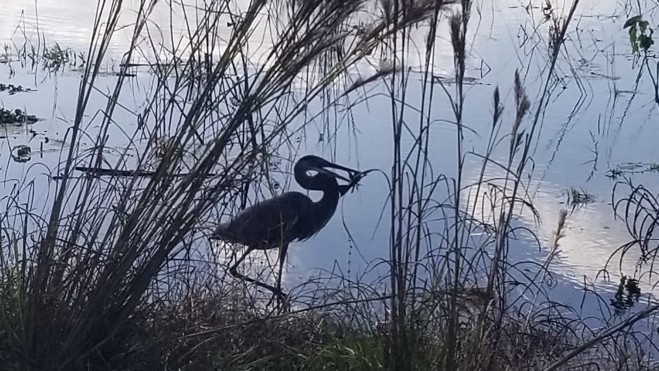 Camper submitted image from Old Prairie Campground — Myakka River State Park - 4