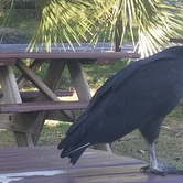 Review photo of Old Prairie Campground — Myakka River State Park by Dale G., November 19, 2020