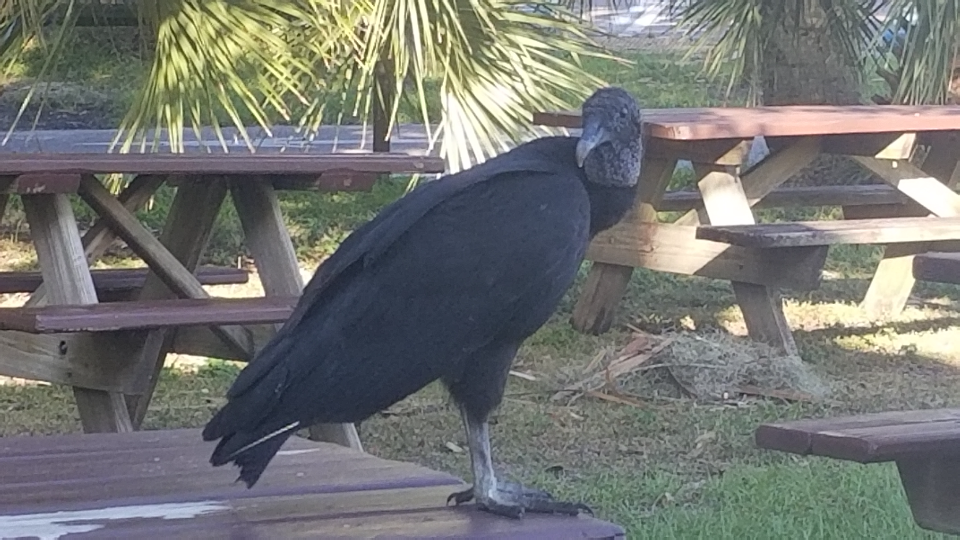 Camper submitted image from Old Prairie Campground — Myakka River State Park - 3