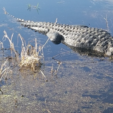 Review photo of Old Prairie Campground — Myakka River State Park by Dale G., November 19, 2020