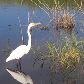 Review photo of Palmetto Ridge Campground — Myakka River State Park by Dale G., November 19, 2020