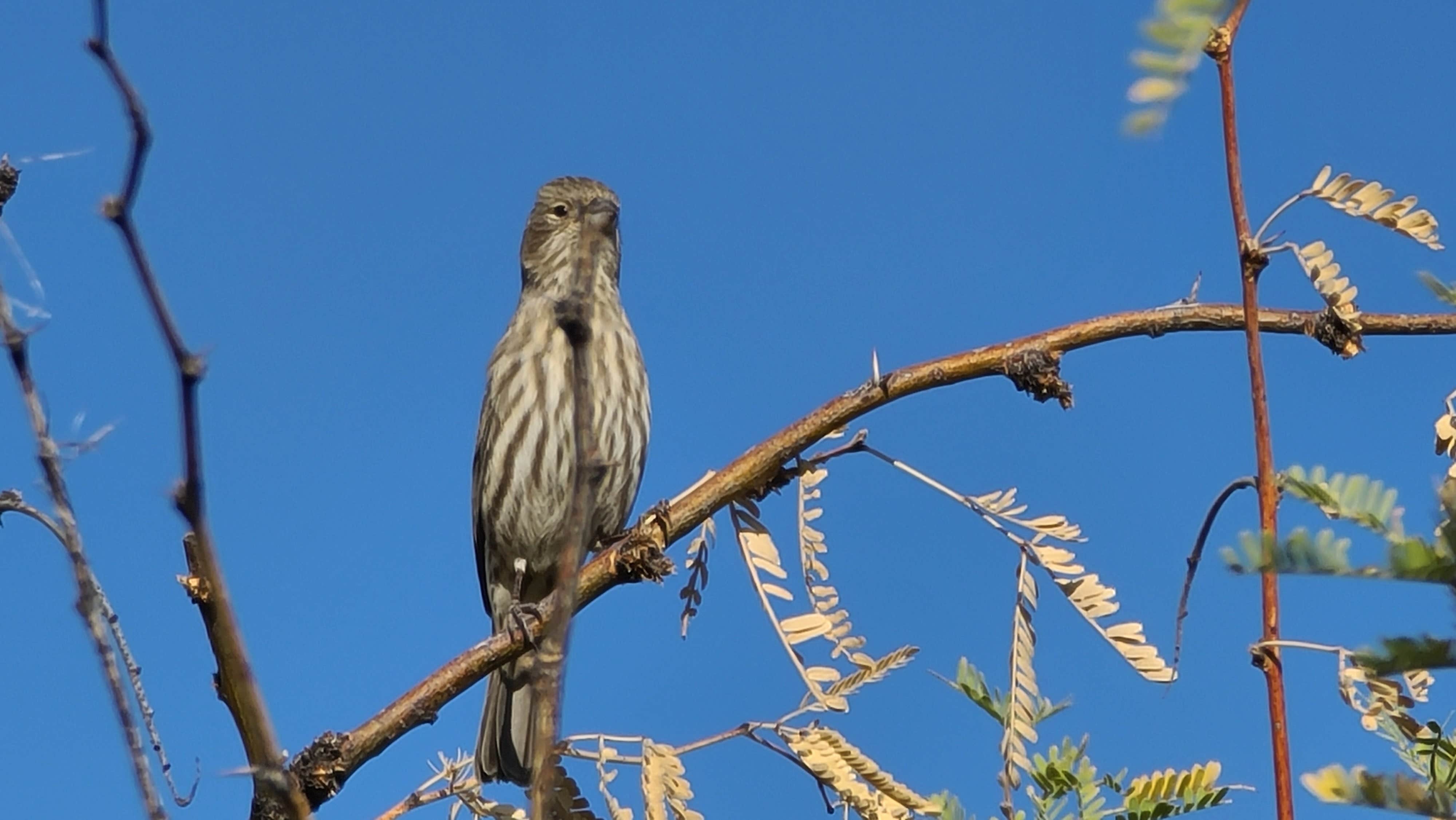 Camper-submitted photo at Bueno Aires National Wildlife Refuge near Arivaca, AZ