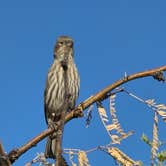 Review photo of Bueno Aires National Wildlife Refuge by Wanderer , November 19, 2020