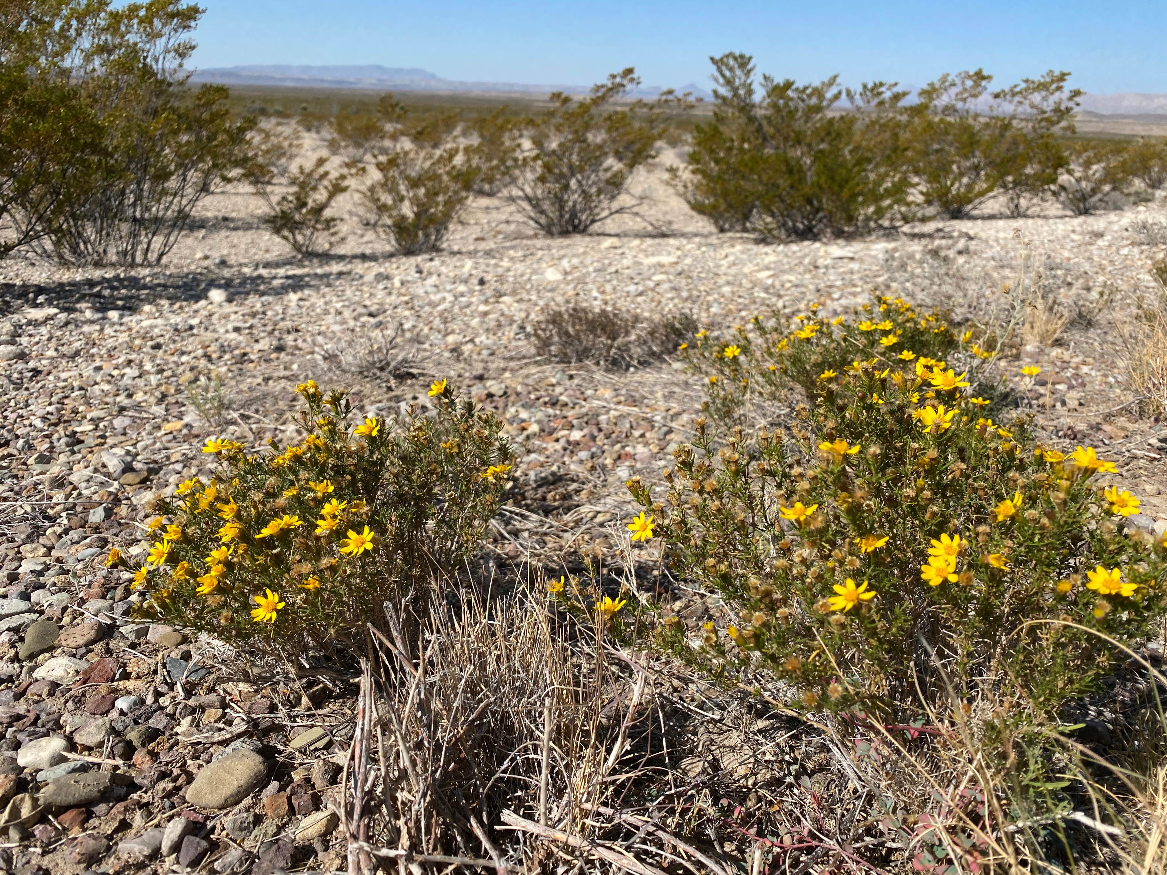 Camper-submitted photo at Hannold Draw — Big Bend National Park near Big Bend National Park
