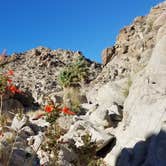 Review photo of Joshua Tree South - BLM Dispersed by Joe L., November 20, 2020