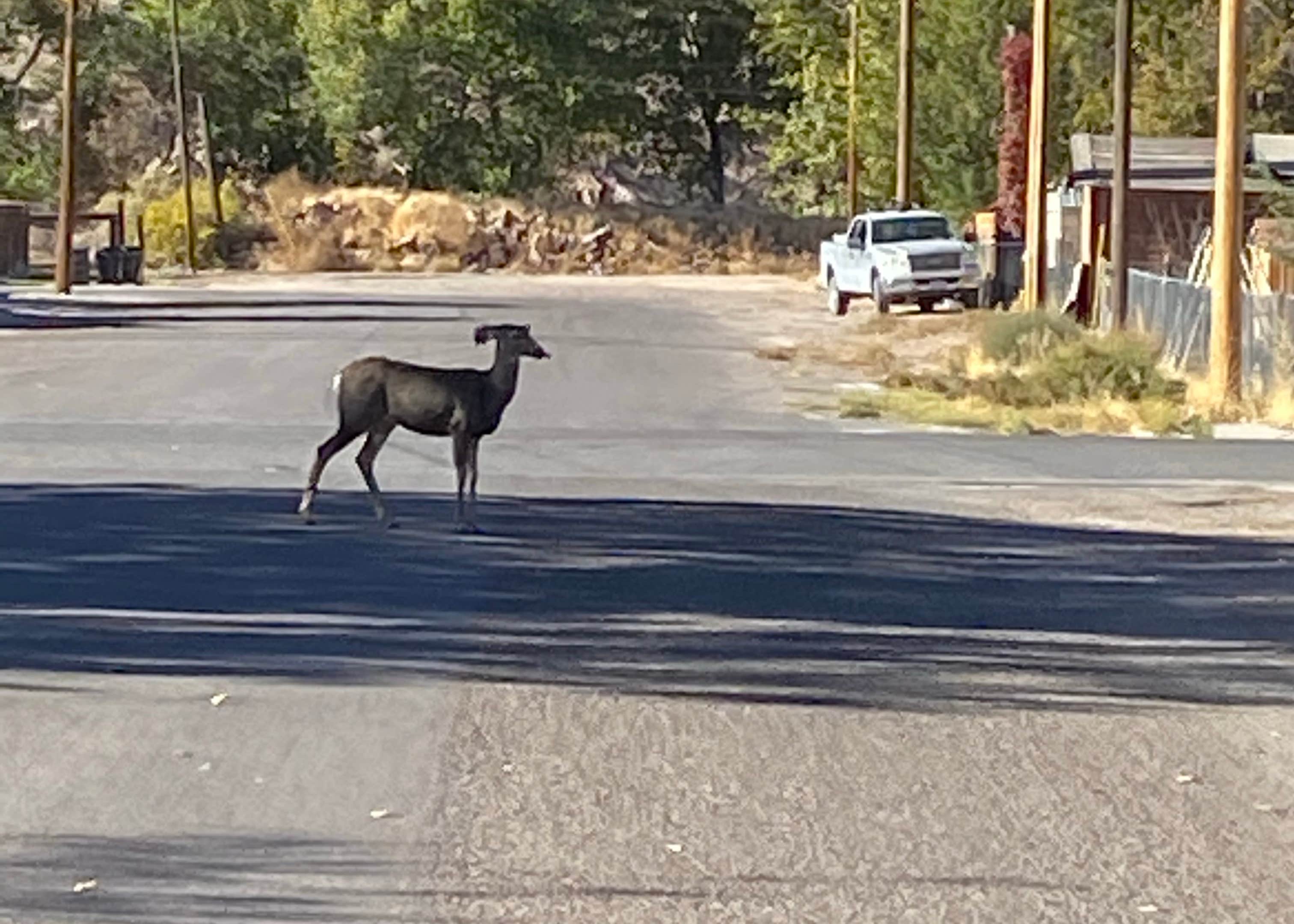 Picketts RV Park Camping The Dyrt