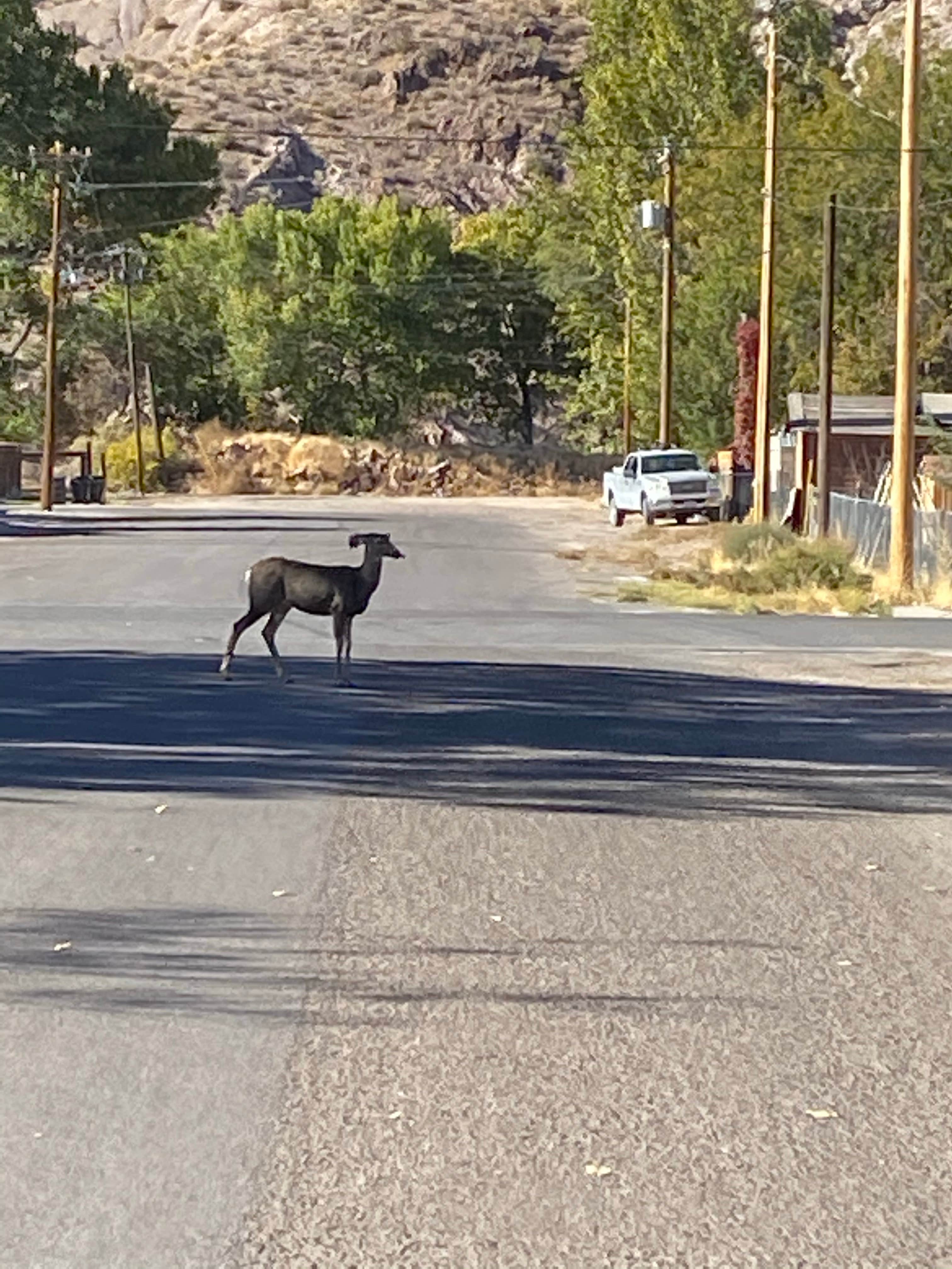 Camper-submitted photo at Picketts RV Park near Humboldt-Toiyabe National Forest Headquarters
