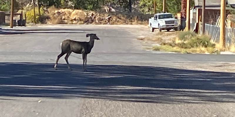 Camper submitted image from Picketts RV Park