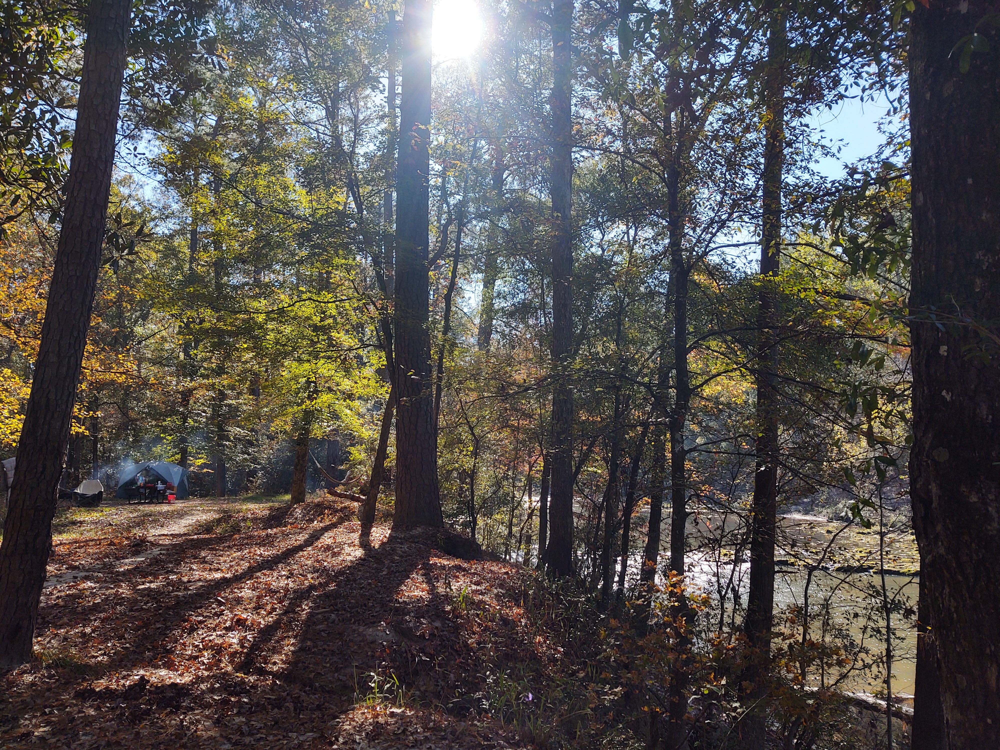 Camper submitted image from Kisatchie Bayou Complex - 1