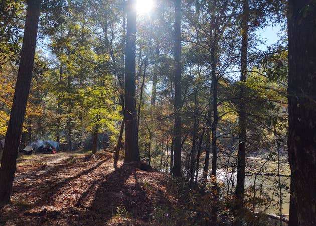 Kisatchie Bayou Complex Camping 